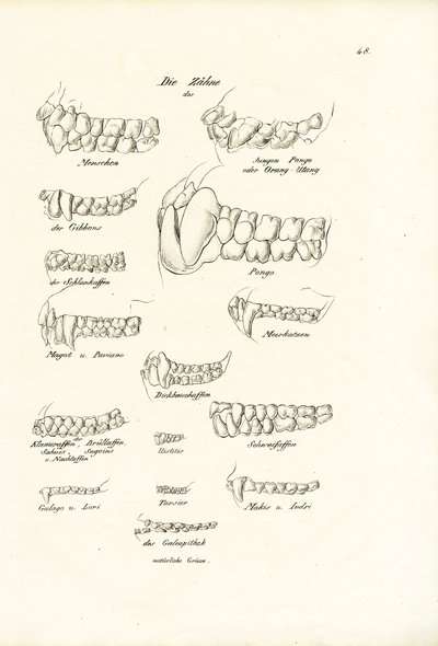 Denti di scimmia, 1824 da Karl Joseph Brodtmann
